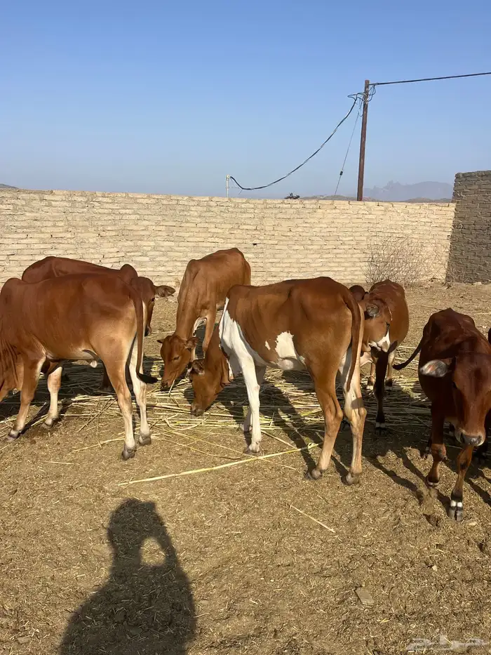 حسلان. بلدي. طيبه 1