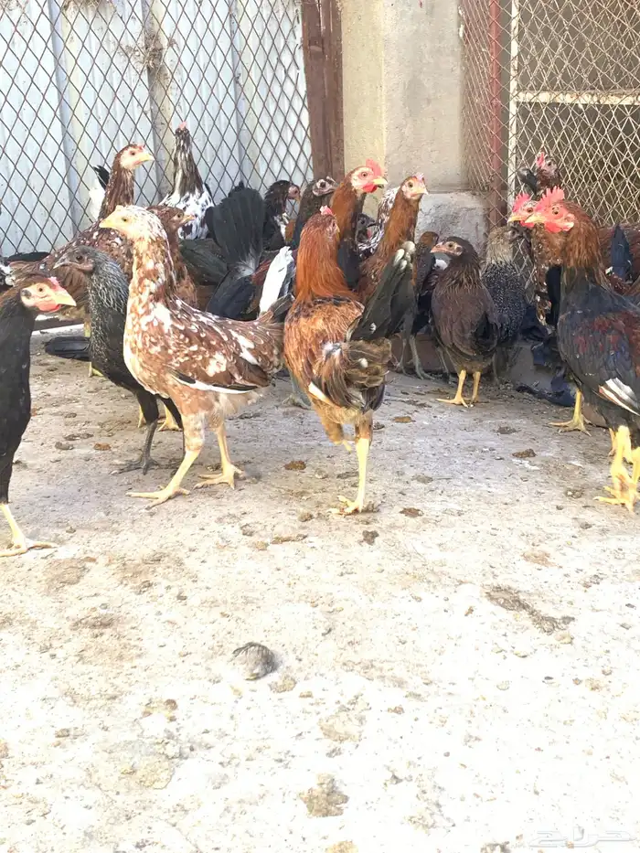 فروخ دجاج بلدي اصيل مشكل( تم البيع ) 2