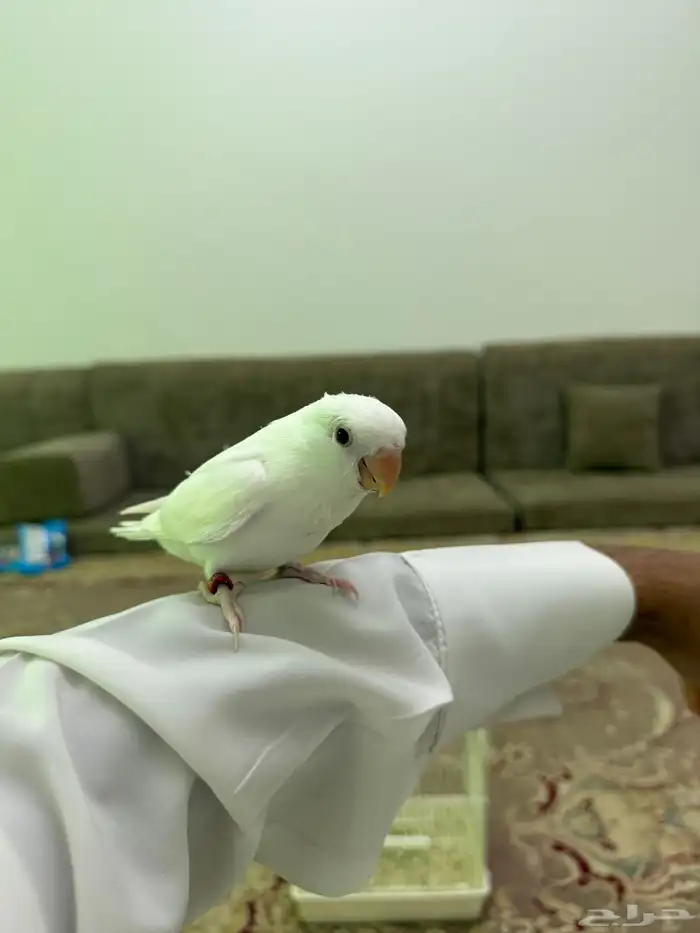 فرخ روز البينو عيون حمرا 6