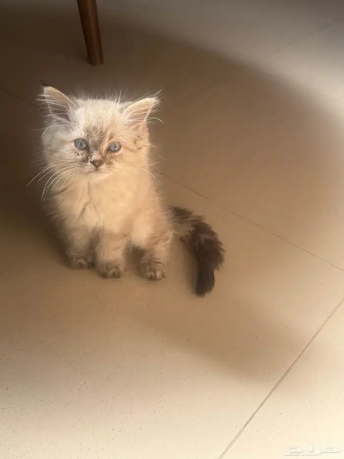 قطط 0