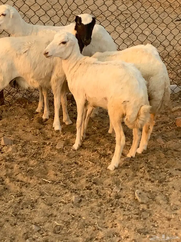 للبيع رخال رفيديات وطلي مهجن نجدي 5
