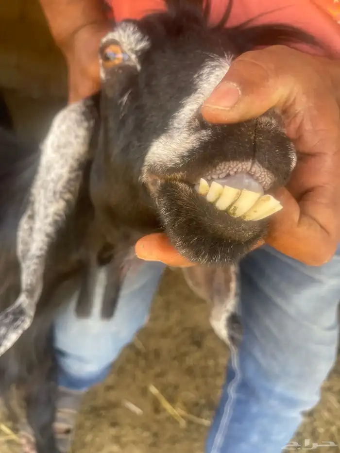 معزاء 0