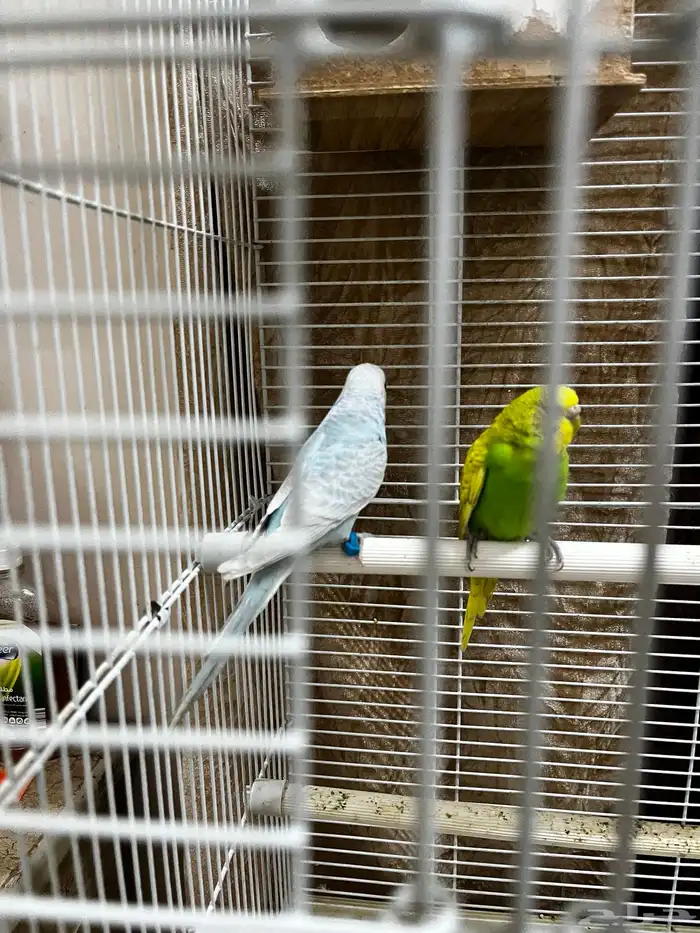 Australia parrot 5