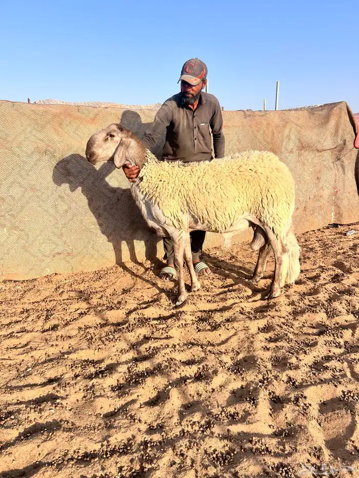 فحل سواكني جبر وطول ناهي 2