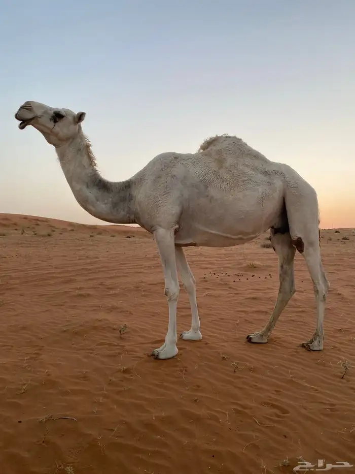 لقحه 0