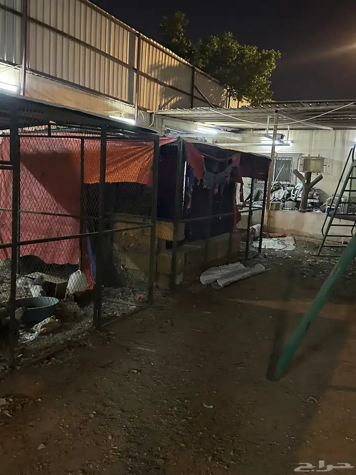 صنادق أو عشش أربعة في أربع 1
