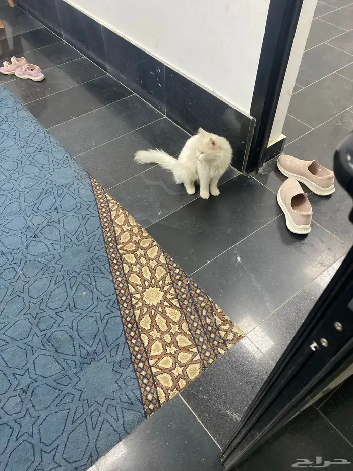 قطه ضائعه 2