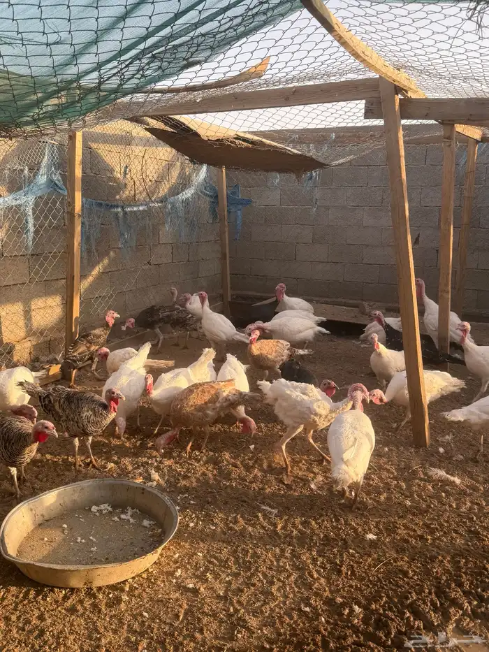 دجاج رومي 10