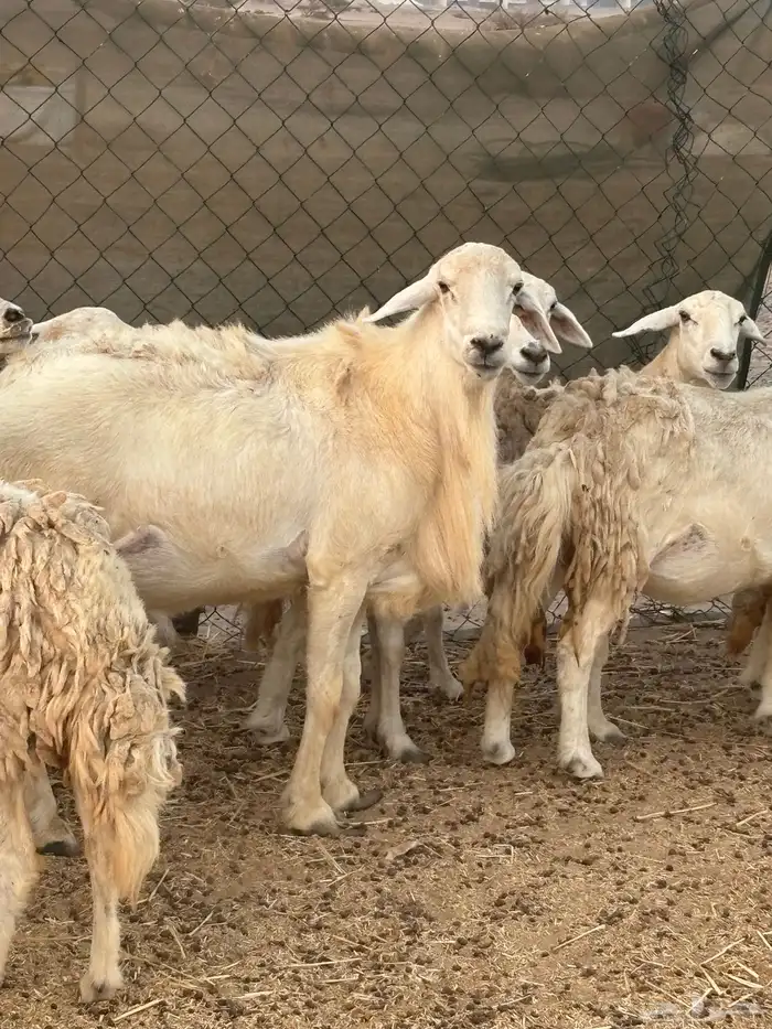 طلي فحل حري مشرووط 2