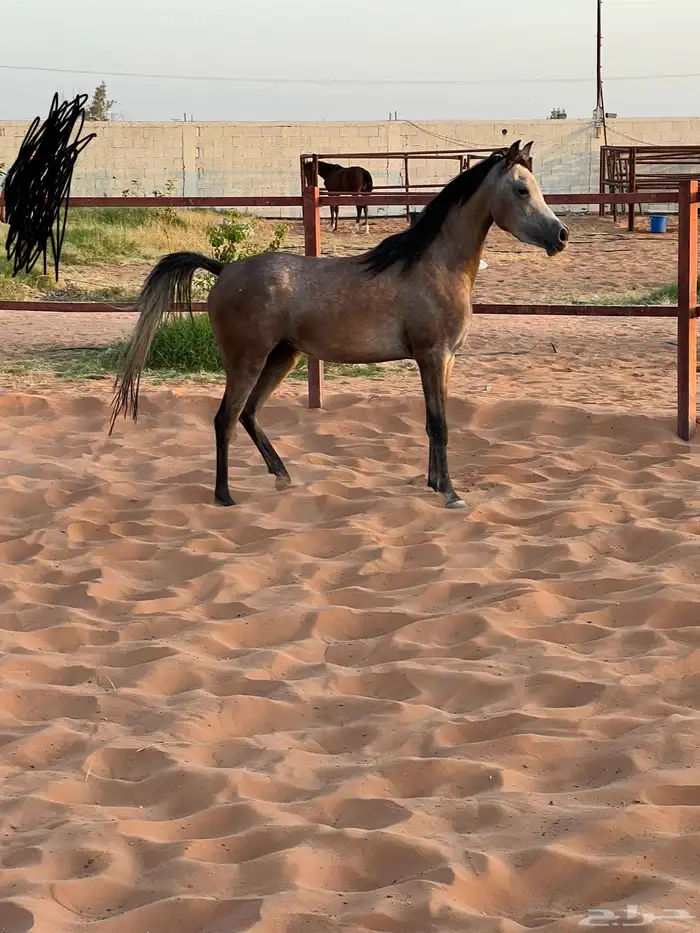 فرس واهو 6