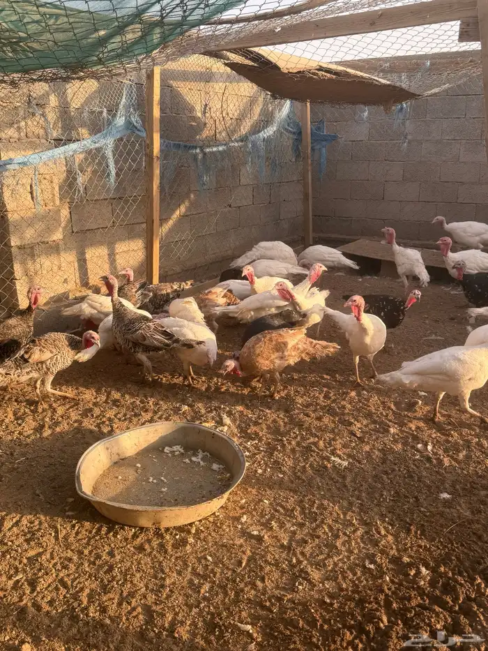دجاج رومي 9