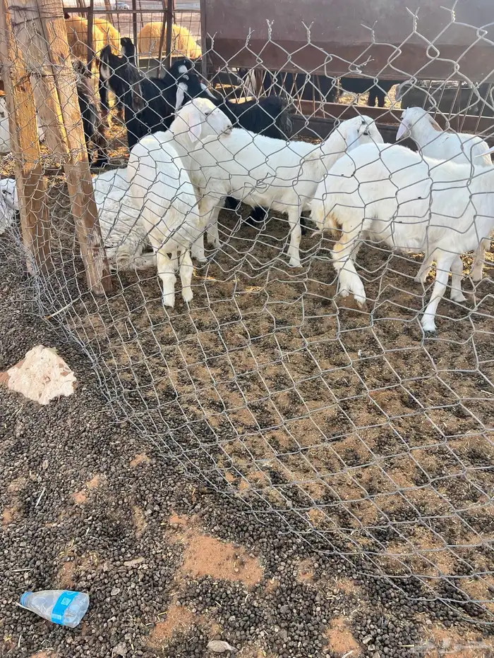 ذبايح ذبيحه ذبائح 9