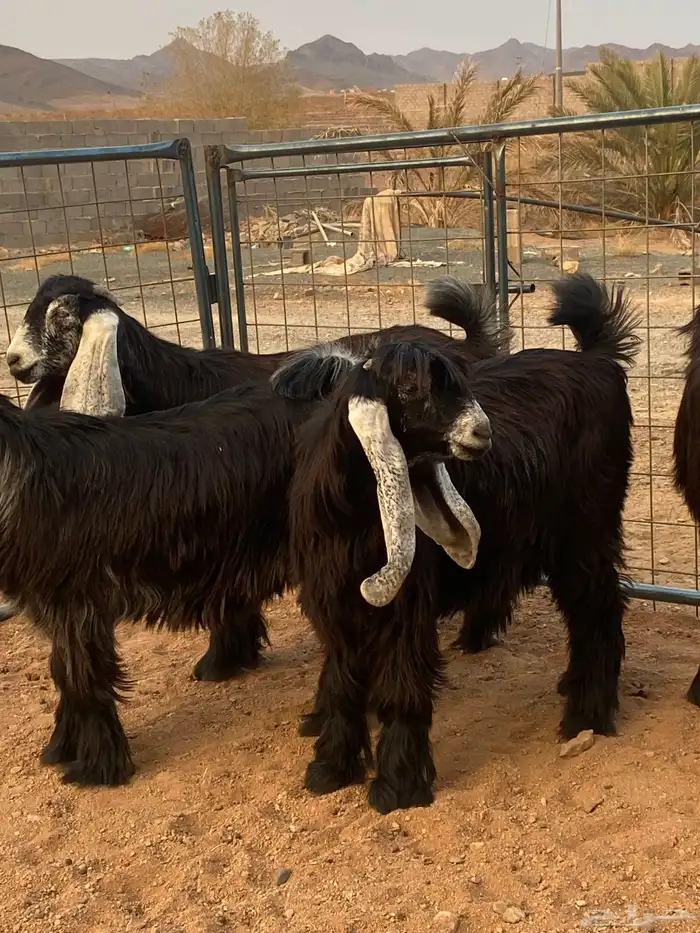 معزا عوارض صنف جفار(تم البيع) 17