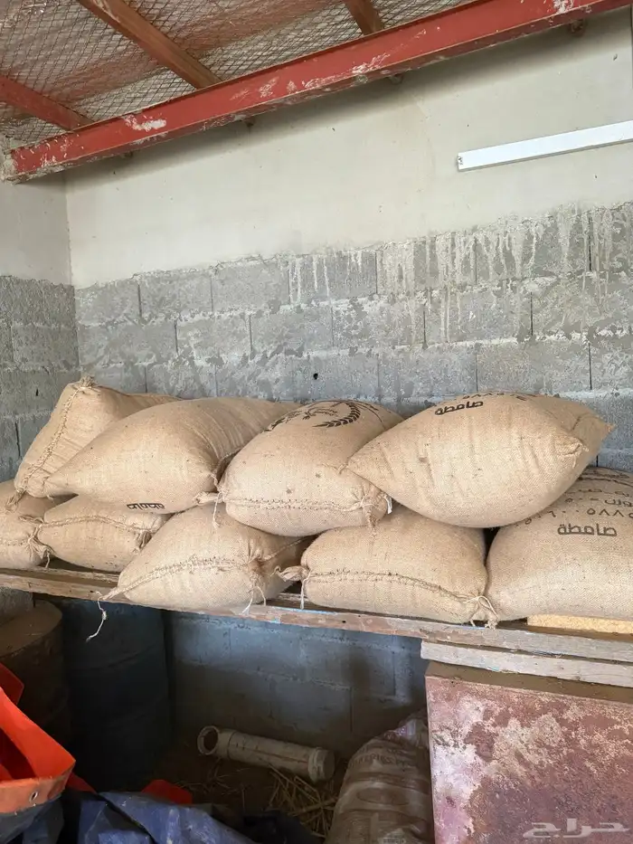 سمسم بلدي 2