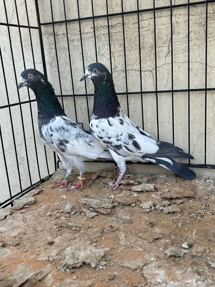 حمام باكستاني 2