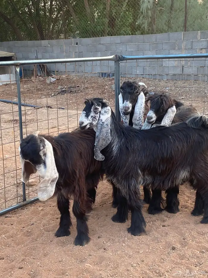 معزا عوارض صنف جفار(تم البيع) 14