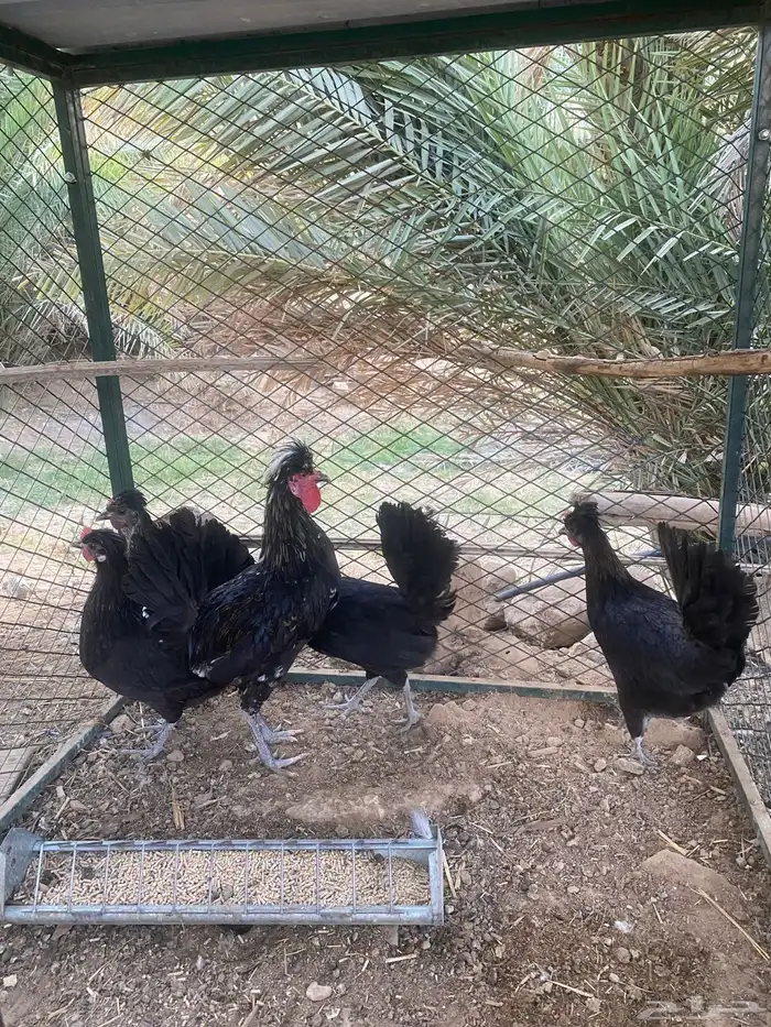 للبيع دجاج بلدي اسود 1