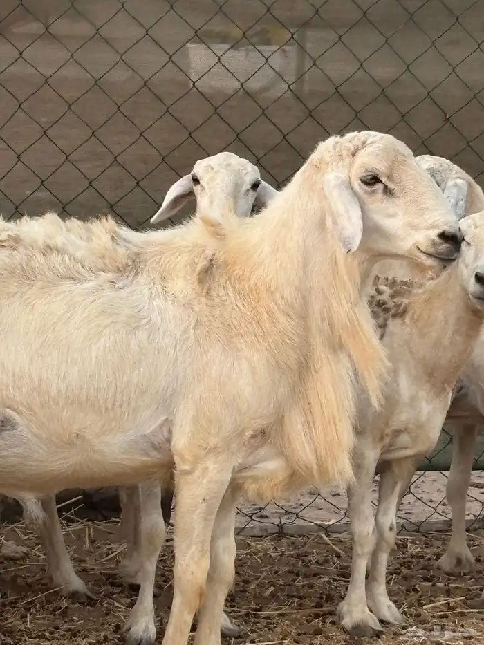 طلي فحل حري مشرووط 1
