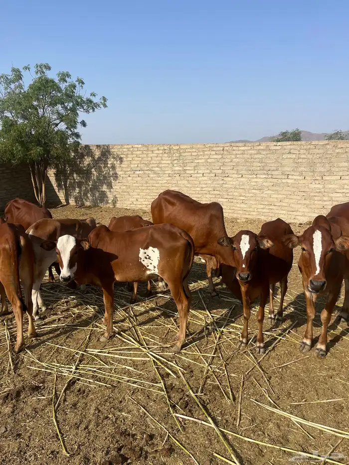 حسلان. بلدي. طيبه 3