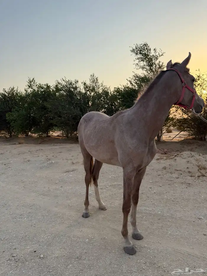 مهرة شعبية 0