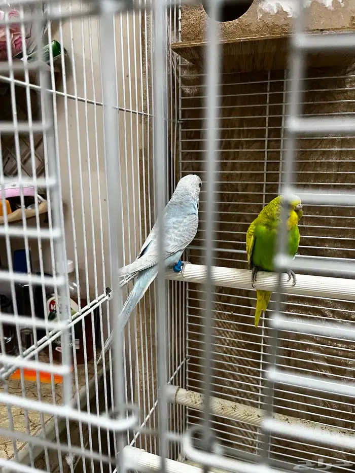 Australia parrot 0
