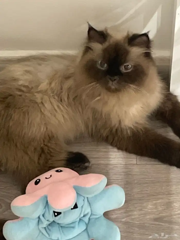 قطة هملايا للتبني 0