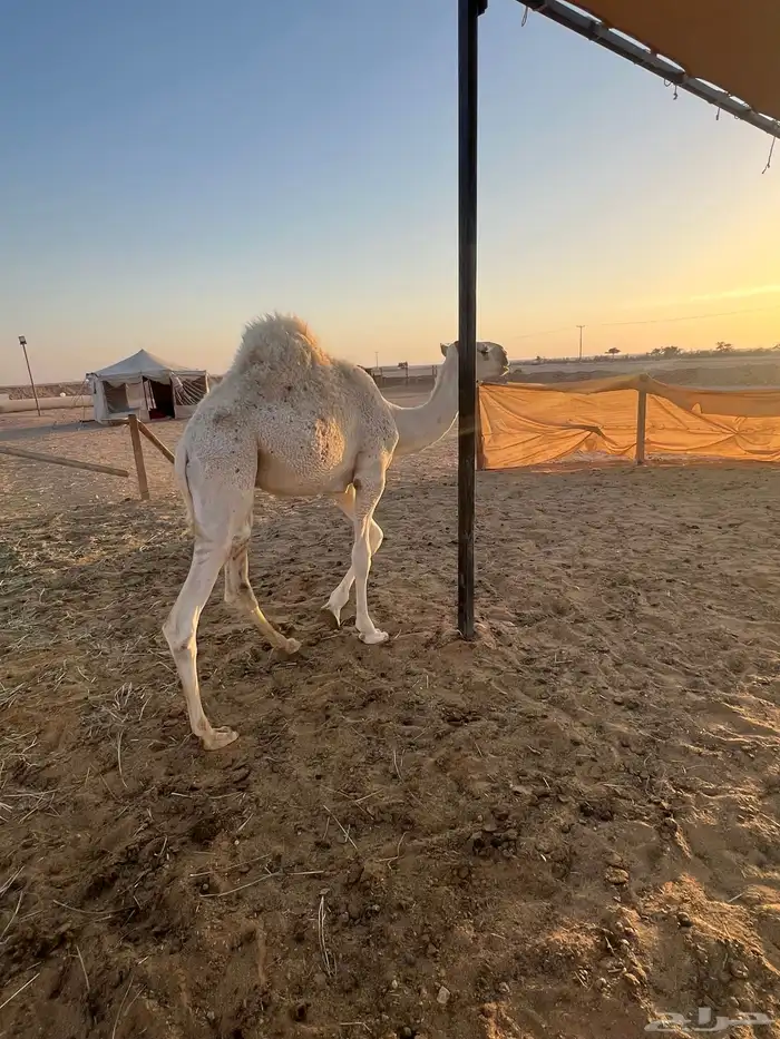 حاشي مفرود الرياض 2