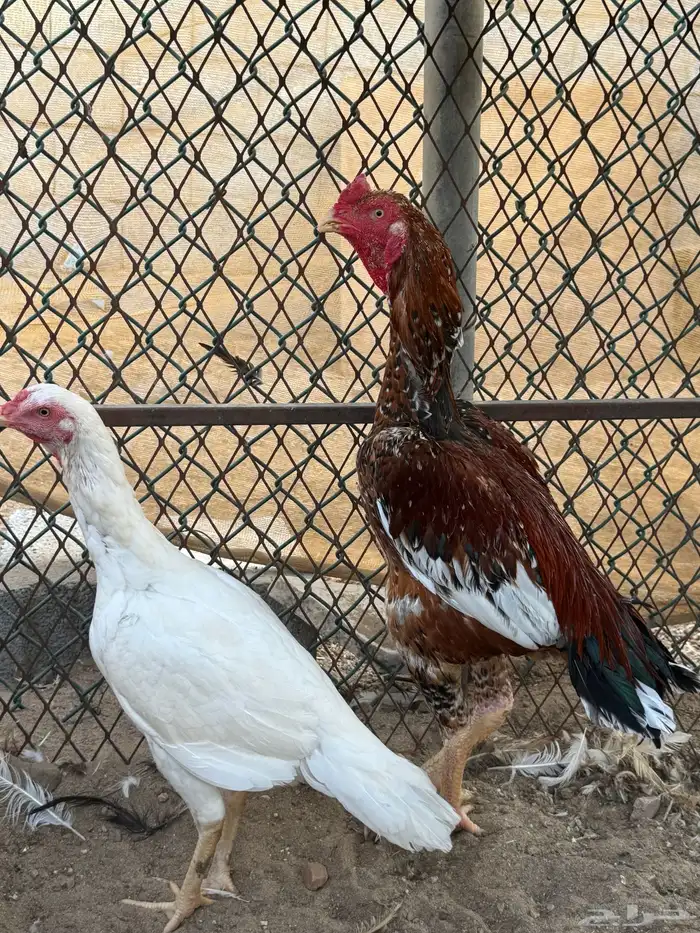 زوج سندي (تم البيع) 2