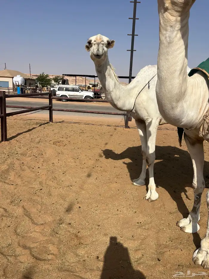 ناقه عشرا سدس للبيع 0