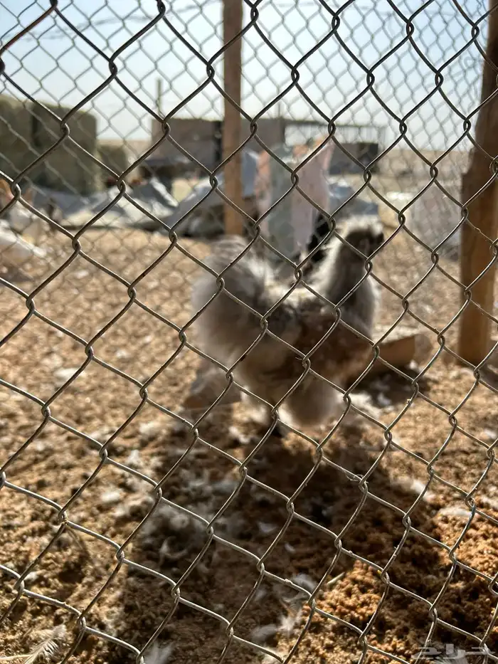 دجاج قطني سلفر 3