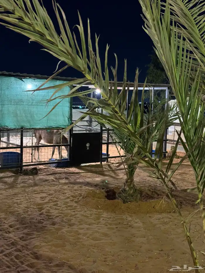 مربط الزبارة 4