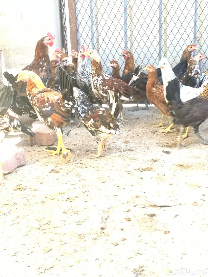 فروخ دجاج بلدي اصيل مشكل( تم البيع ) 1