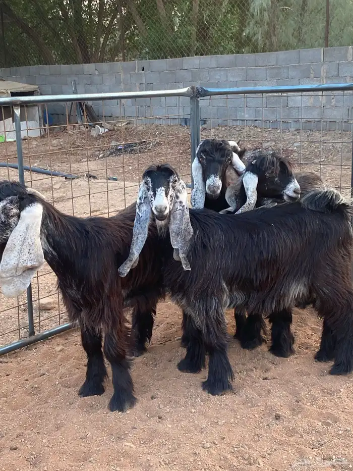 معزا عوارض صنف جفار(تم البيع) 3