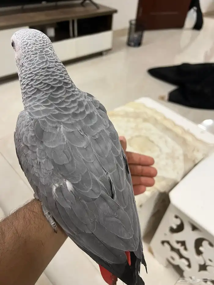 كاسكو فرخ للبيع 4