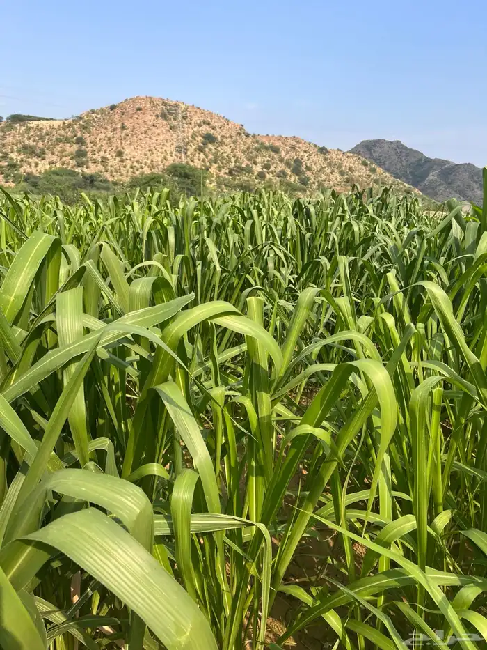 علف بونيكام الحزمة بريال ونص فقط 0