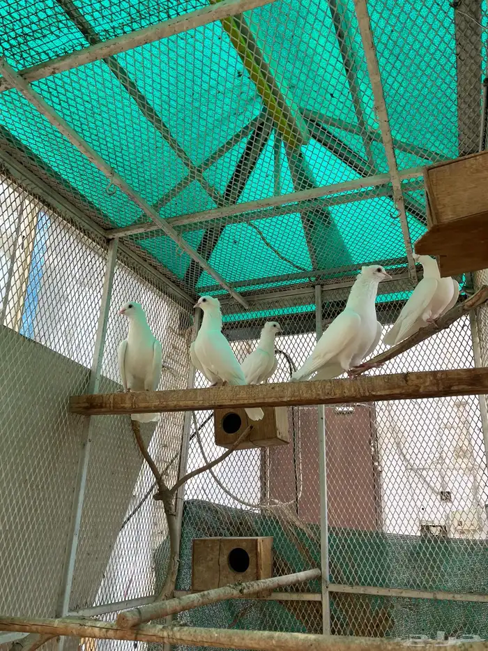 حمام 1