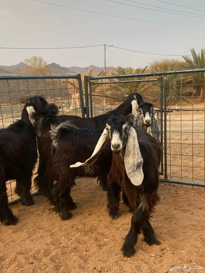 معزا عوارض صنف جفار(تم البيع) 9