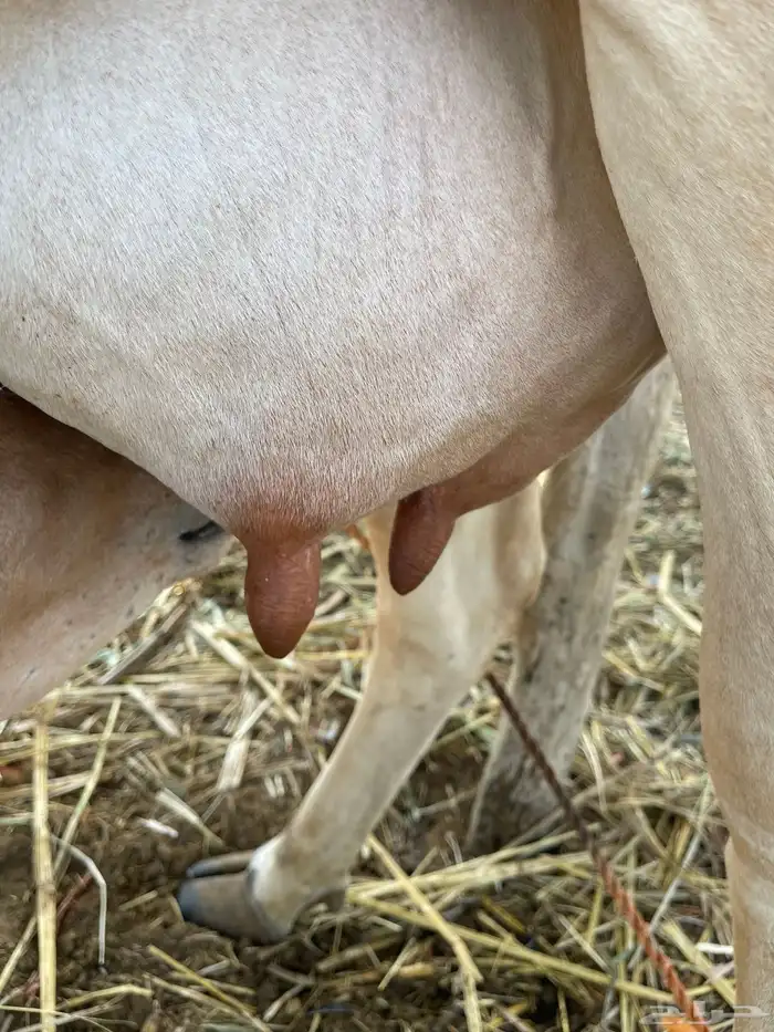 بقره فاخر 0