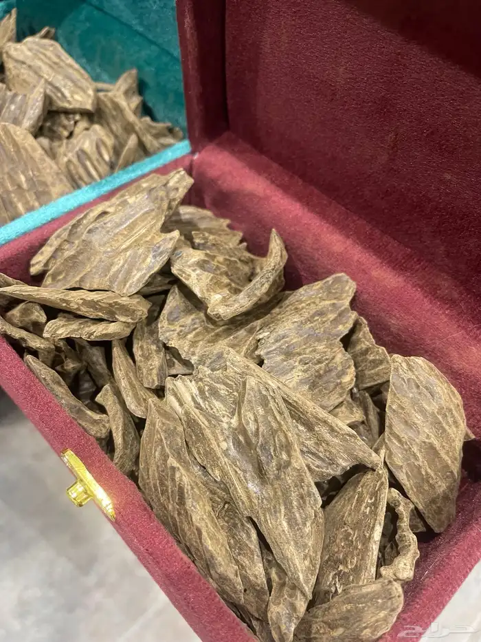 عود كلمتان طبيعي محسن العود الأزرق 8