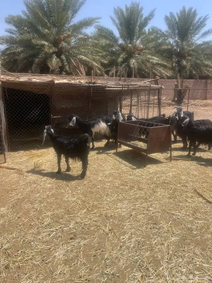معزاء 4