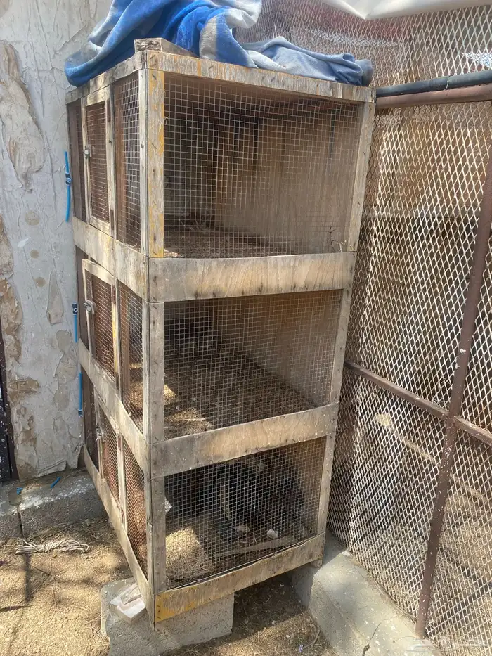 للبيع محكر طيور وبطاريات ارانب 0