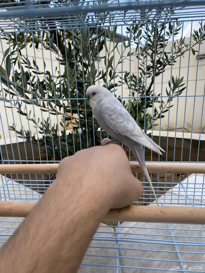 زوج بادجي 4