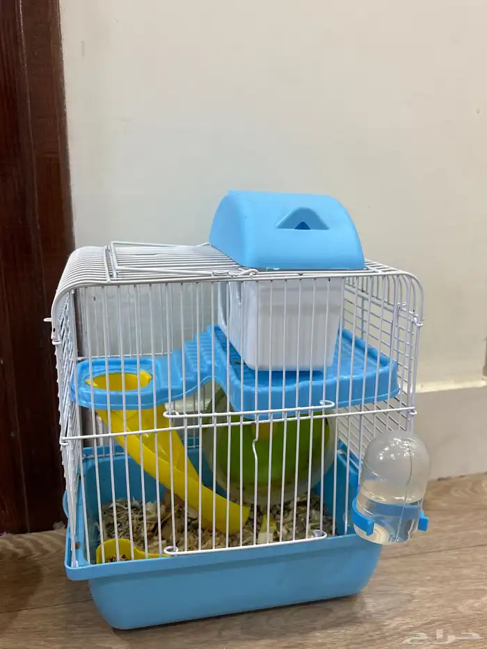 هامستر بني 1