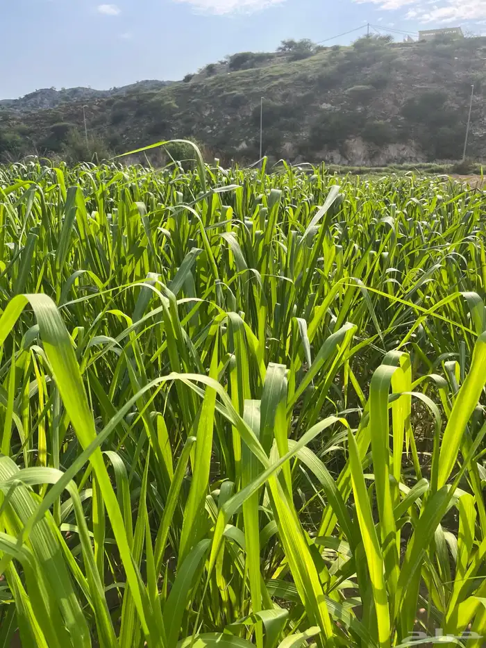 علف بونيكام الحزمة بريال ونص فقط 2