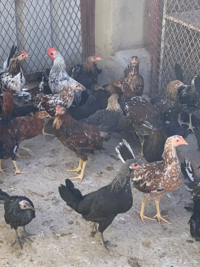 فروخ دجاج بلدي اصيل مشكل( تم البيع ) 3