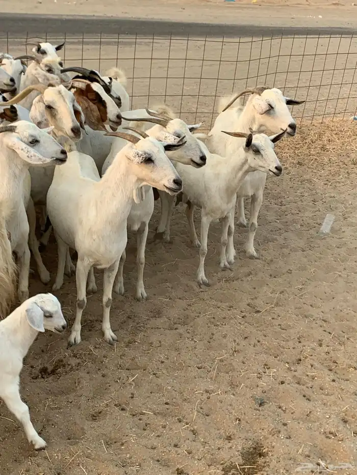 للبيع معزا بيشيات مواليد ودفيع 6