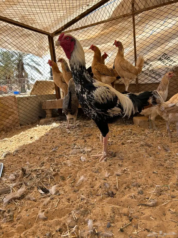 ديك فارسي 0