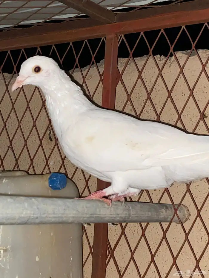 حمام مشكل اجواز وفرادي 6