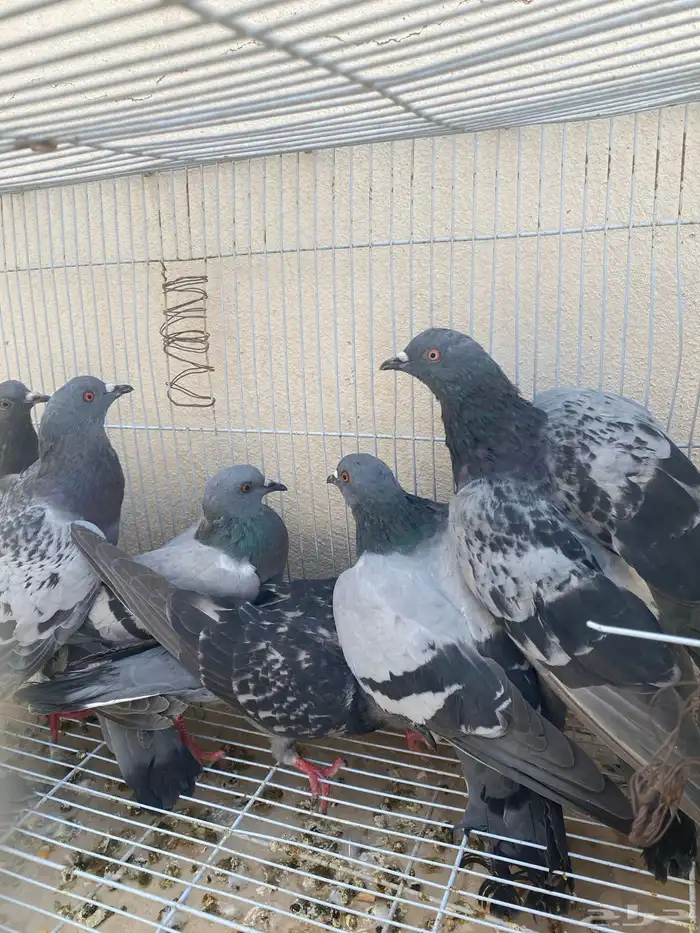 للبيع حمام سوادي 1