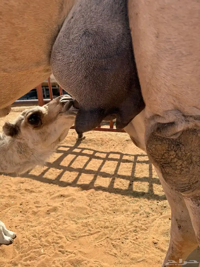 خلفه حمرا مصغر 4